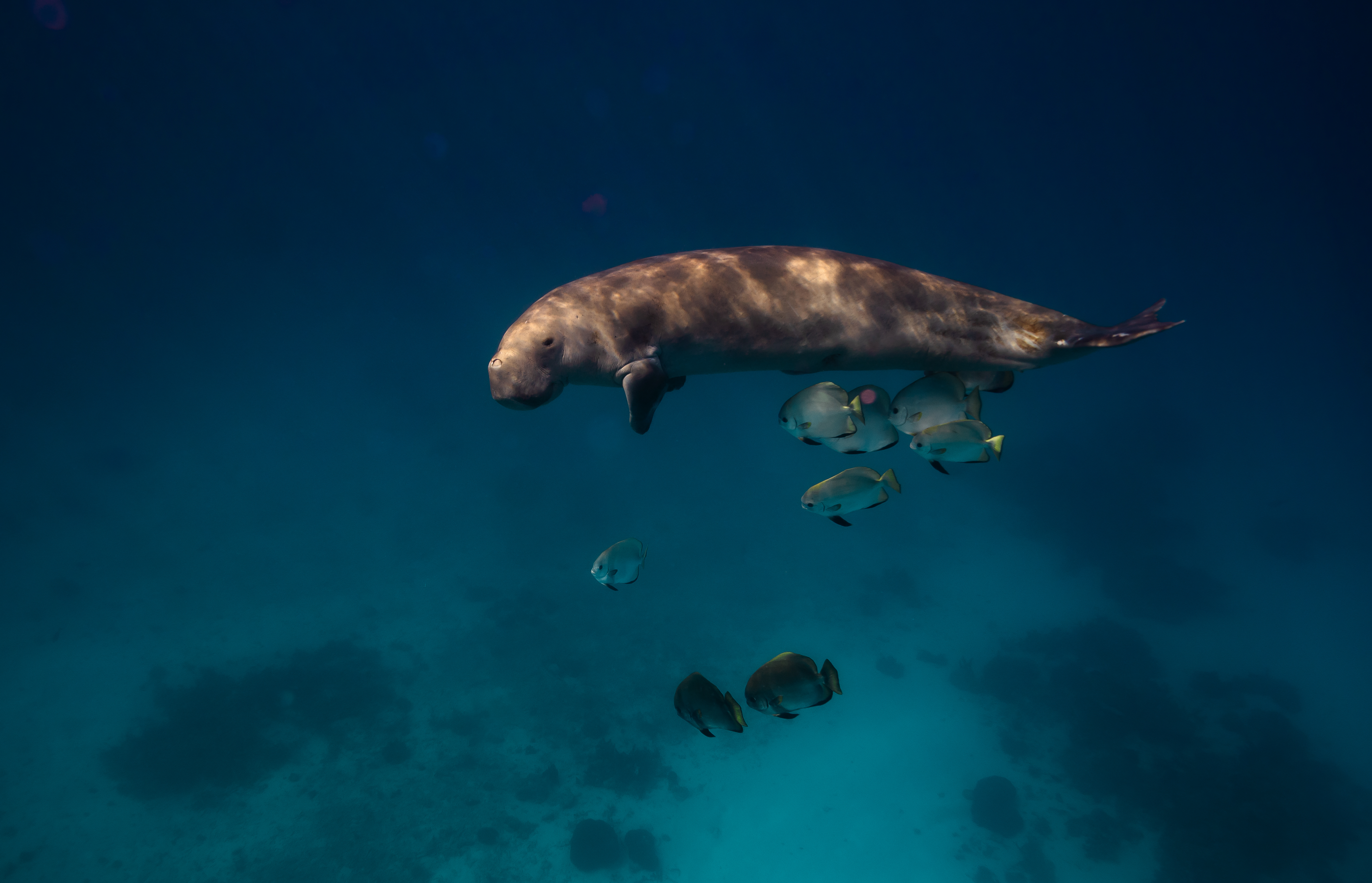 Image is not available