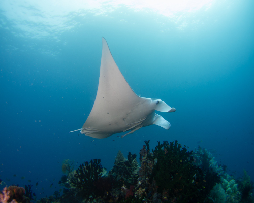 Image is not available